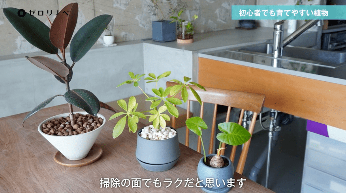 初心者でも育てやすい観葉植物