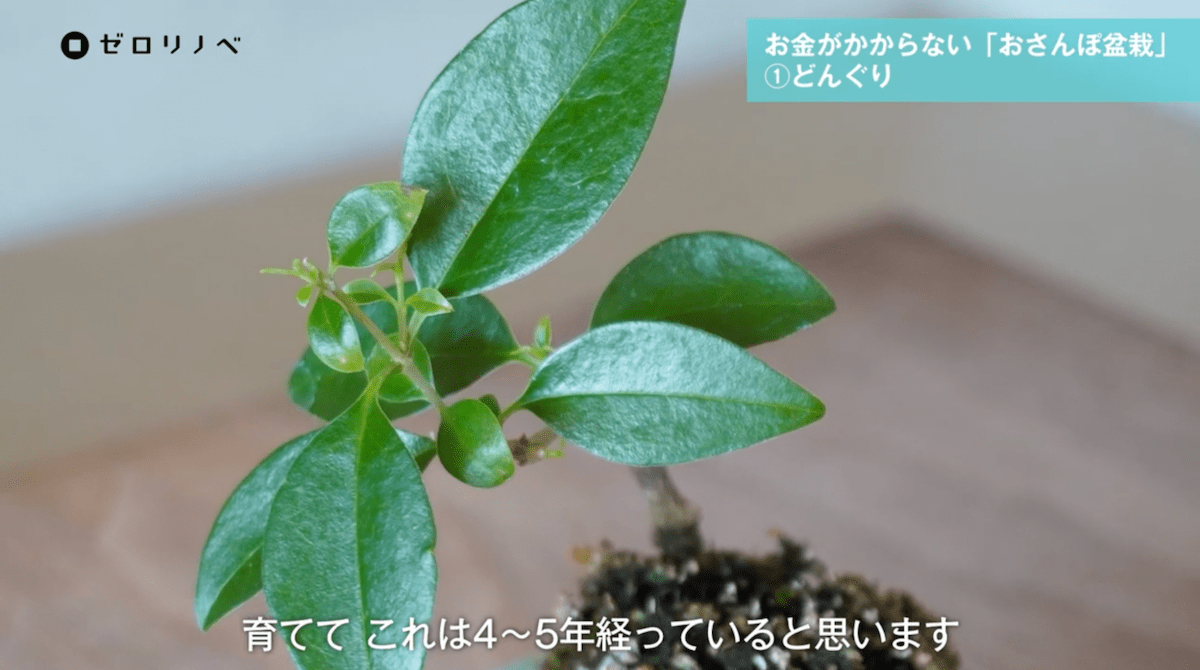 どんぐりを発芽させた盆栽