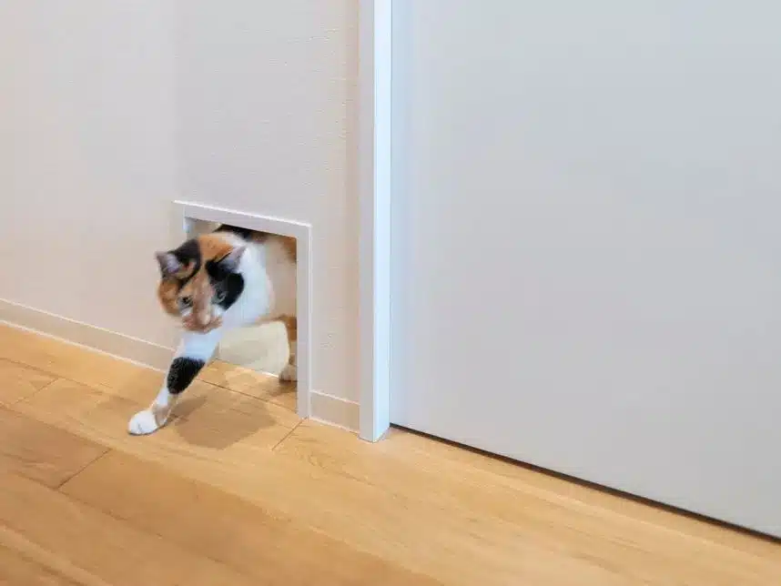 【弊社実例紹介】猫編｜ペットと暮らすリノベーション事例を大公開！